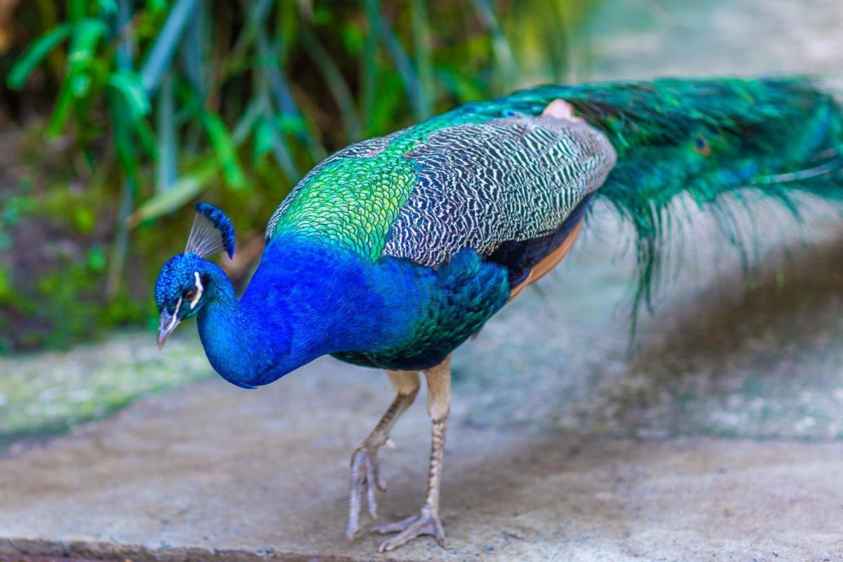 D'amore Monte Verde (Minas Gerais)